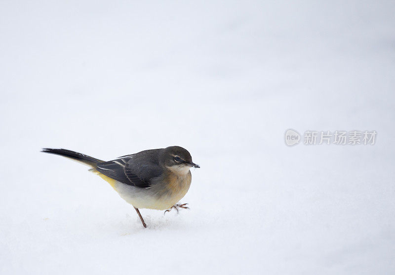 一只灰色的Wagtail, Motacilla cinerea，站在雪地里